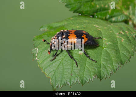 Burying beetle sexton beetle (genus Nicrophorus) Stock Photo
