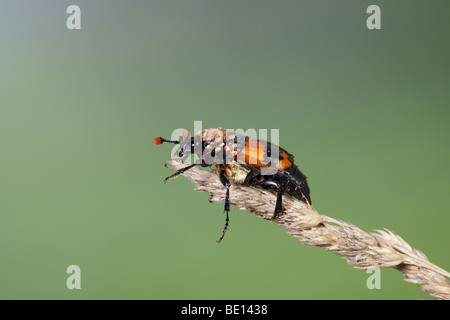 Burying beetle sexton beetle (genus Nicrophorus) Stock Photo