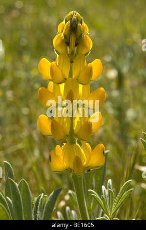 European yellow lupine (Lupinus luteus) Stock Photo
