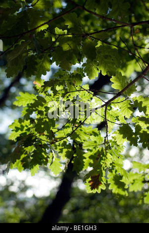oak leaves backlit Stock Photo