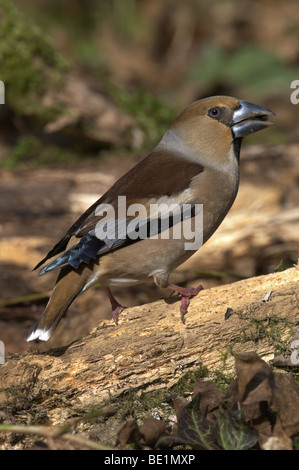 FEMALE HAWFINCH COCCOTHRAUSTES PERCHED ON LOG ON THE GOUND SINGING AND FEEDING. WINTER. WEST SUSSEX UK Stock Photo