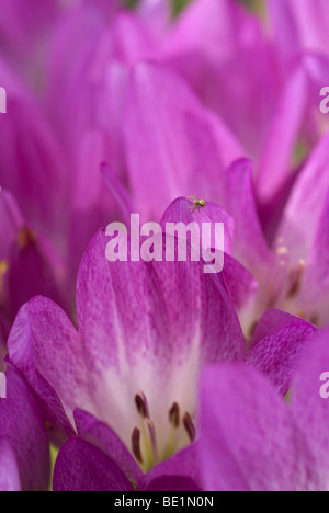 Close up of Colchicum with spider visiting Stock Photo