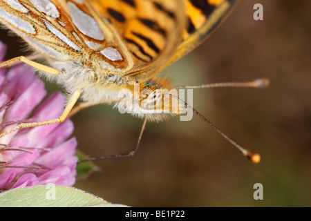 Queen of Spain Fritillary (Issoria lathonia), a butterfly. This is an extreme closeup. It is feeding on clover. Stock Photo