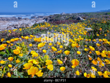 California Poppies and ocean on 17 Mile Drive. Pebble Beach, California Stock Photo