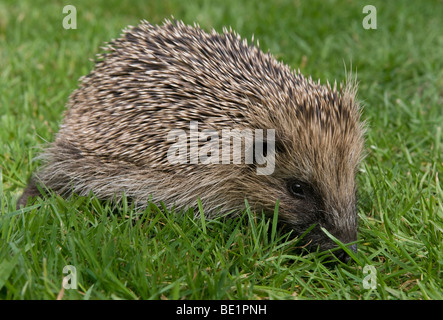 Young hedgehog on the lawn in daylight Stock Photo