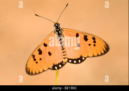 Tawny Coster Butterfly Acraea terpsicore Bandhavgarh National Park orange on grass stem wings open Stock Photo