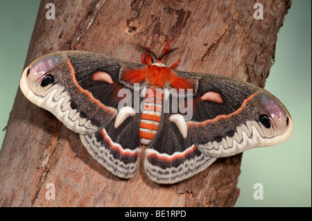 Robin Moth Hyalophora cecropia USA America's largest silkmoth Saturniidae wings open Stock Photo