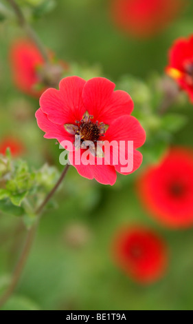 Nepal Cinquefoil, Potentilla nepalensis, Potentilla 'Gibson's Scarlet', Rosaceae.  A Cultivated Variety from the Himalaya, Asia Stock Photo