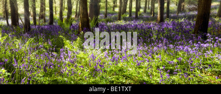 Panoramic dreamy picture of bluebells in sunny misty woods near Symonds Yat, Herefordshire in Spring with sun rays Stock Photo