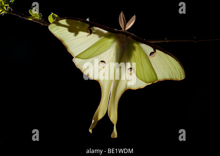 American Moon Moth  Actias luna USA backlight on shrub branch Stock Photo