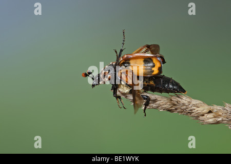 Burying beetle sexton beetle (genus Nicrophorus Stock Photo - Alamy