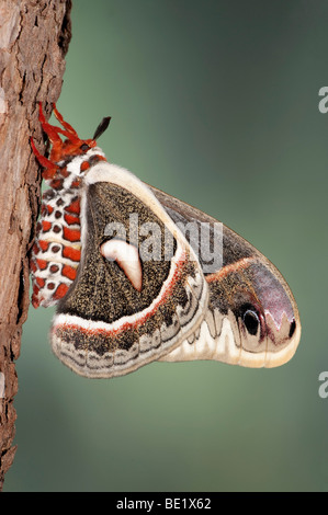 Robin Moth Hyalophora cecropia USA America's largest silkmoth Saturniidae underside of wings Stock Photo