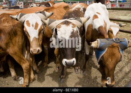 Calves for roping at a rodeo in Elgin Oregon Stock Photo