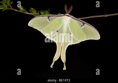 American Moon Moth  Actias luna USA on shrub branch Stock Photo