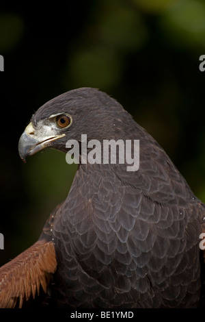 Harris's Hawk (Parabuteo unicinctus) - Portrait - Captive - Unique among raptors for cooperative hunting Stock Photo
