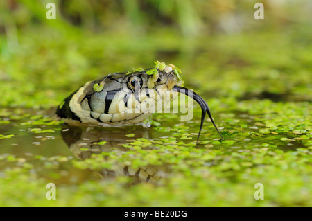 Grass Snake (Natrix natrix) head raised above water, tongue out, Oxfordshire, UK. Stock Photo
