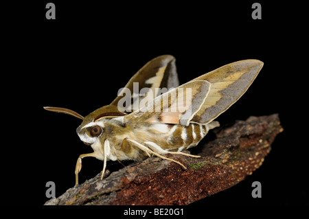 Bedstraw Hawkmoth (Hyles gallii) resting on bark, Oxfordshire, UK Stock Photo