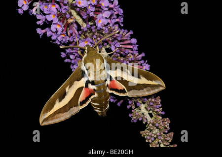 Bedstraw Hawkmoth (Hyles gallii) resting on buddleia flower, Oxfordshire, UK. Stock Photo