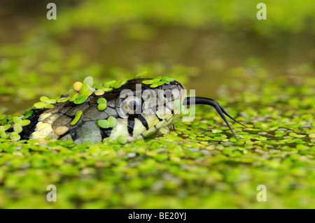 Grass Snake (Natrix natrix) head raised above water, covered in duckweed, tongue out, Oxfordshire, UK. Stock Photo