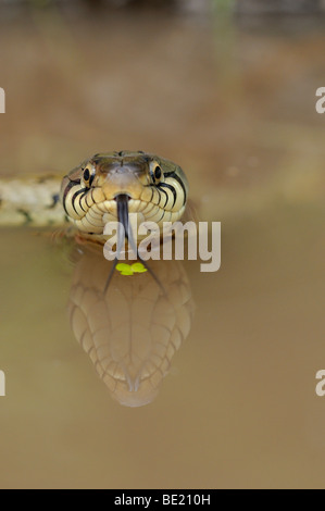 Grass Snake (Natrix natrix) in water, view from front, tongue out, reflection, Oxfordshire, UK. Stock Photo