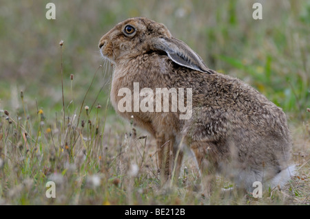 Brown Hare Lepus europaeus Stock Photo