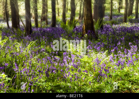 Dreamy picture of bluebells in sunny misty woods near Symonds Yat, Herefordshire in Spring with sun rays coming through trees Stock Photo