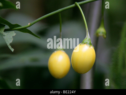 Poisonous Fruit of the Kangaroo Apple, Poroporo or Bullibulli, Solanum laciniatum, Solanaceae, New Zealand. Stock Photo