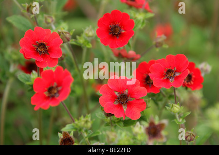 Nepal Cinquefoil, Potentilla nepalensis, Potentilla 'Gibson's Scarlet', Rosaceae.  A Cultivated Variety from the Himalaya, Asia Stock Photo