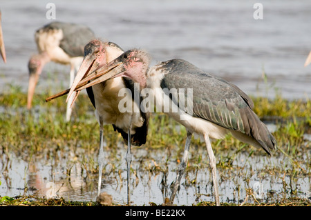 Marabou stork at lake Victoria, Uganda Stock Photo