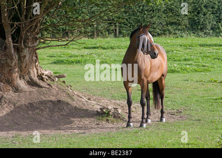 Horse with Fly Fringe Stock Photo