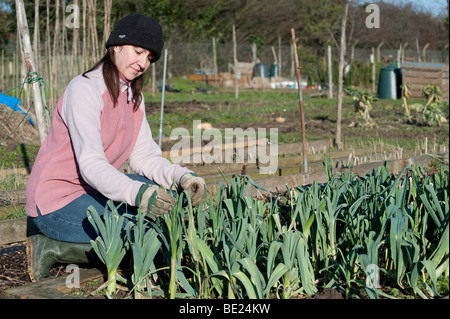 Young woman checking winter leeks & vegetables on allotment Kent UK Stock Photo