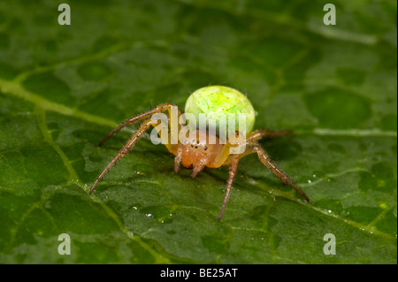 Cucumber or Green Orb Weaver Spider Araniella cucurbitina on leaf in garden bright green abdomen Stock Photo