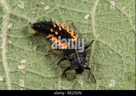 Harlequin Ladybird Larvae Harmonia axyridis on leaf in garden UK Stock Photo