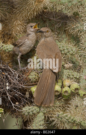 Curve-billed Thrashers (Toxostoma curvirostre) - Adult feeding young on nest in cholla cactus - Arizona Stock Photo