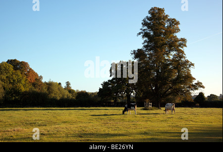 Cows grazing at Shiplake Lock Oxfordshire England UK on an early September morning Stock Photo