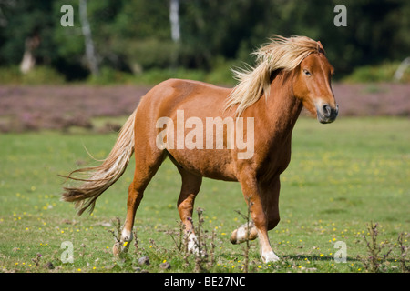 kingdom new lands white horse kingdom new lands white horse