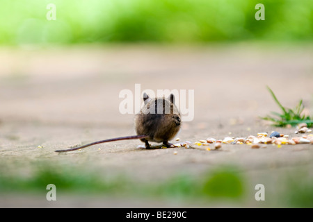Back view of a wood mouse, also known as field or long-tailed mouse eating bird seed on patio in garden Stock Photo