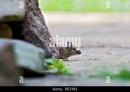Wood mouse, also known as field or long-tailed mouse cautiously coming out from under rock pile to feed Stock Photo