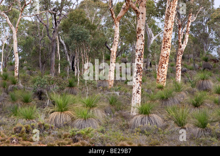 Wandoo (Eucalyptus wandoo) trees and grasstrees (Xanthorrhoea preissii) growing in Perth bushland Stock Photo