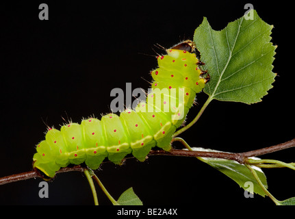 Luna or Moon Moth Caterpillar Actias luna larvae feeding on birch leaves bright green Stock Photo