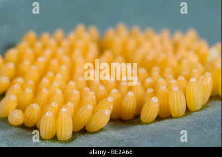 Large or Cabbage White Butterfly eggs Pieris brassicae laid on host plant of cabbage leaf yellow cluster group macro Stock Photo