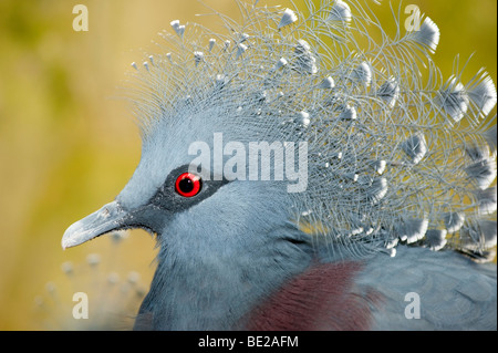 Victoria Crowned Pigeon Goura victoria captive worlds largest pigeon Stock Photo