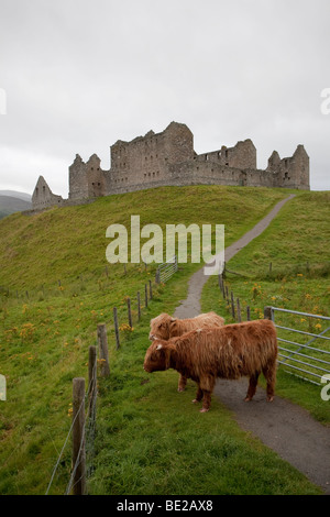 Highland Cattle at Ruthven Barracks. Near Kingussie, Scotland Stock Photo