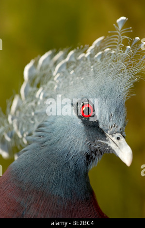 Victoria Crowned Pigeon Goura victoria captive worlds largest pigeon Stock Photo