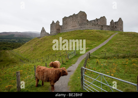 Highland Cattle at Ruthven Barracks. Near Kingussie, Scotland Stock Photo