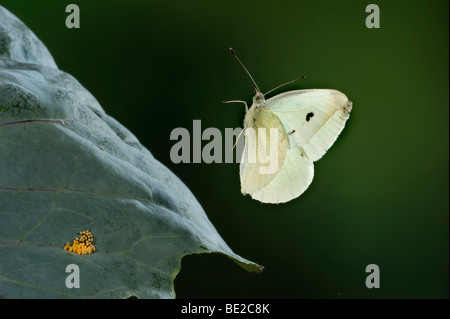 Large or Cabbage White Butterfly Pieris brassicae in flight high speed photographic technique Stock Photo