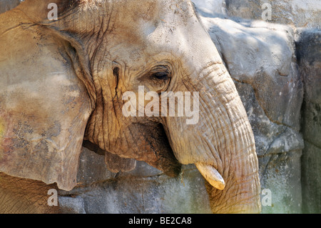 Close up portrait of African elephant Stock Photo