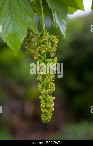 sycamore tree; Acer pseudoplatanus; in flower Stock Photo