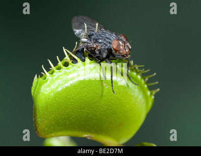 Venus Fly Trap Dionaea muscipula trap closed with insect Stock Photo
