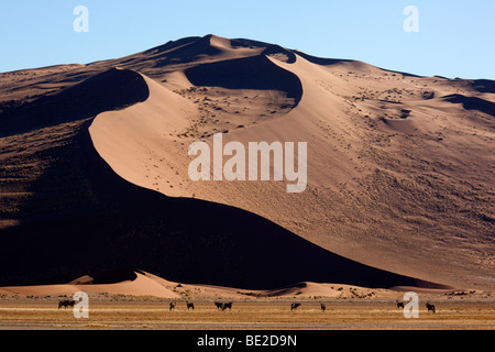 A group of Gemsbok (Oryx) near a large sand dune in the Namib-nuakluft desert near Sossusvlei in Namibia Stock Photo